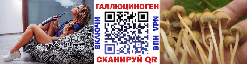 наркотики  Курган  Галлюциногенные грибы Psilocybe 
